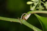 Roundleaf greenbrier